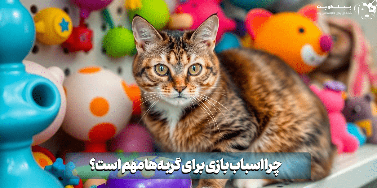چرا اسباب بازی برای گربه‌ها مهم است؟