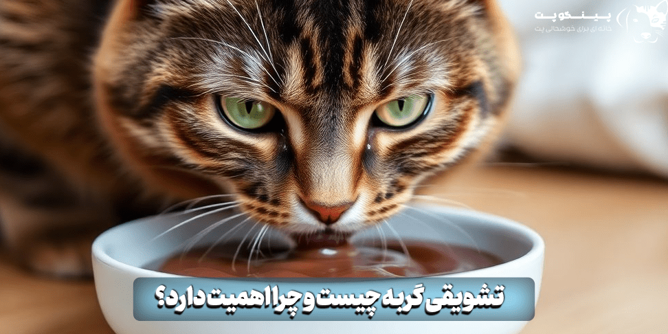 تشویقی گربه چیست؟