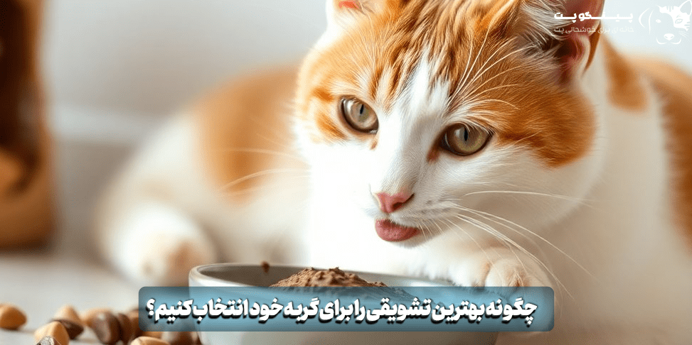 بهترین تشویقی گربه