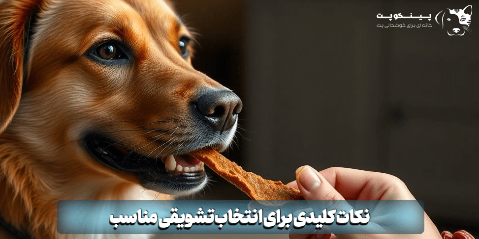 نکات کلیدی در انتخاب تشویقی سگ 