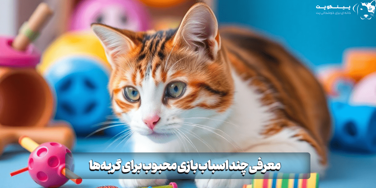 معرفی چند اسباب بازی محبوب برای گربه‌ها