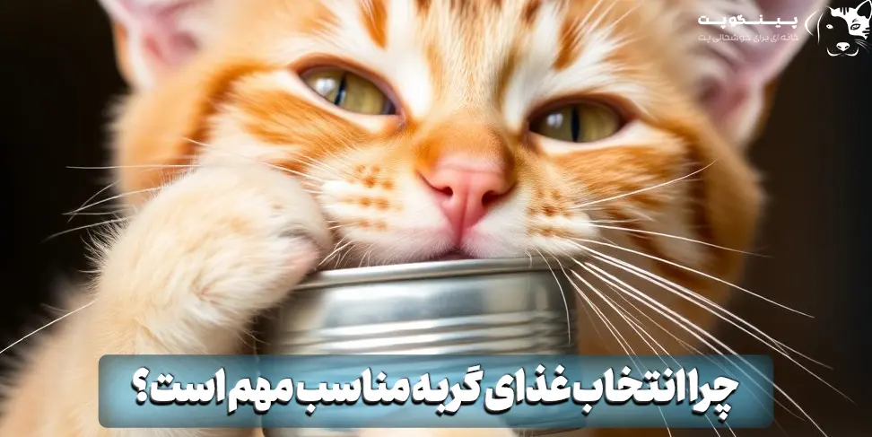 چرا انتخاب غذای گربه مناسب مهم است؟