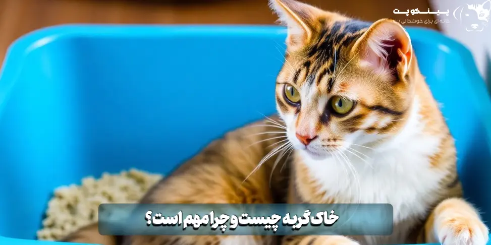 خاک گربه چیست و چرا مهم است؟