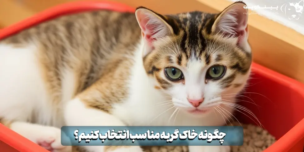 چگونه خاک گربه مناسب انتخاب کنیم؟