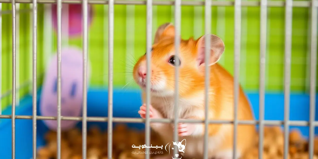 نگهداری و تمیزکاری لوازم