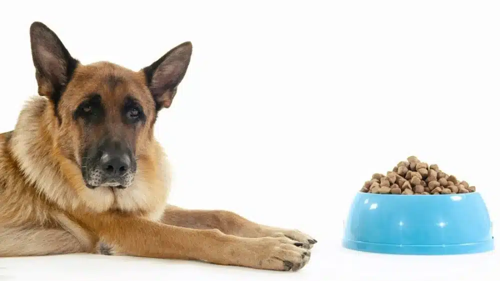 بهترین تشویقی برای سگ ژرمن