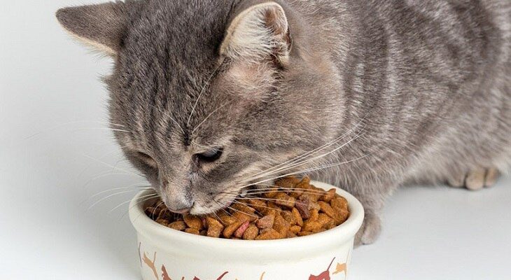 راهنمای خرید غذای خشک ارزان گربه و تهیه آن