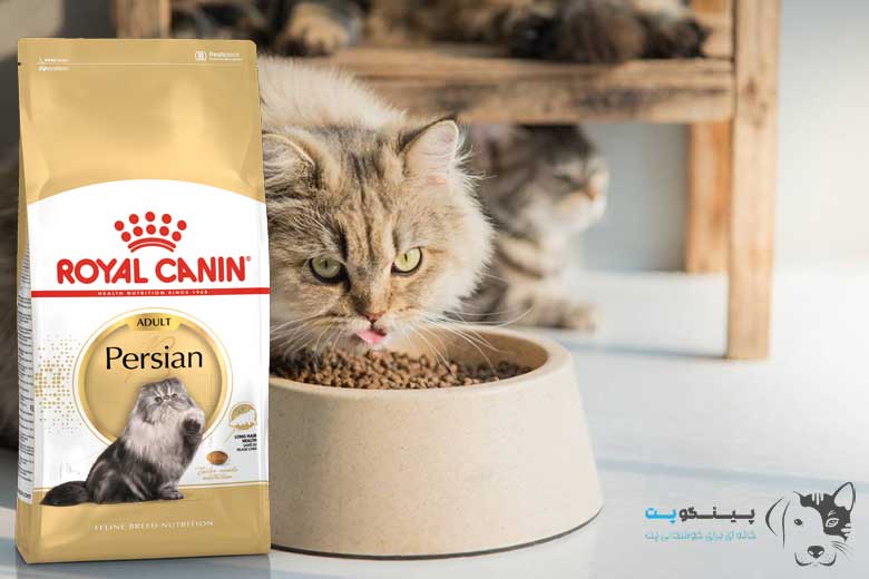 بهترین غذای گربه پرشین