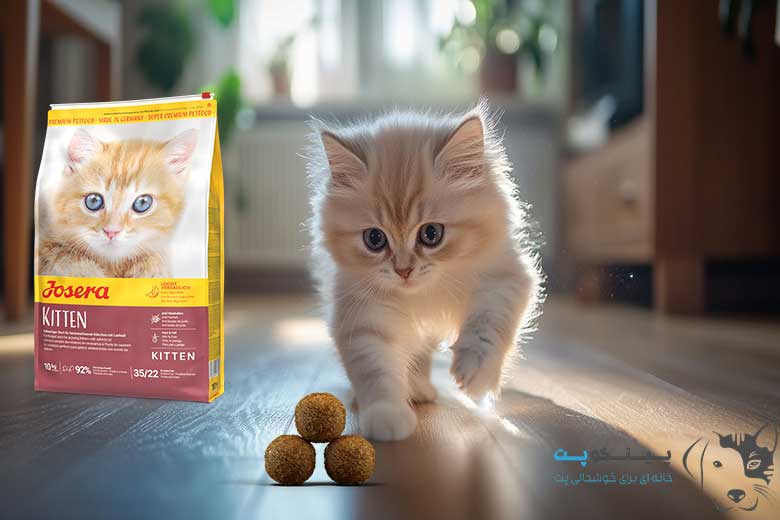 غذای کیتن جوسرا فله یا بسته؟ قیمت 1 کیلویی + مزایا و معایب